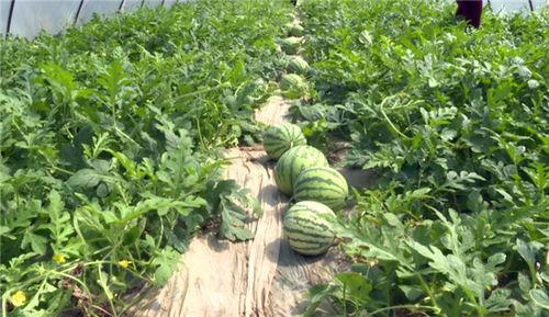 沛县吃瓜最新事件爆料,揭秘背后真相与争议  第2张